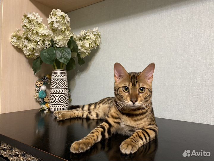 Бенгальский кот вязка