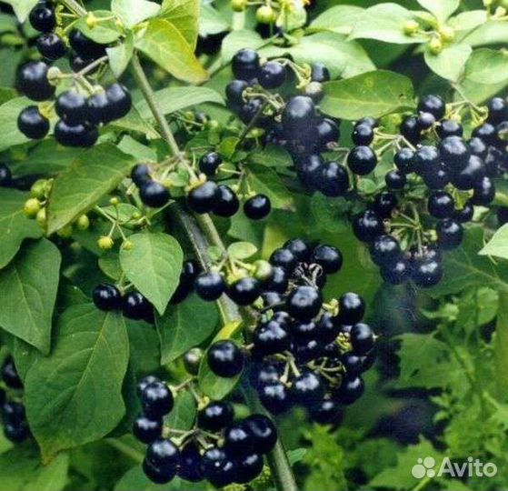 Санберри, Solanum retroflexumDunal