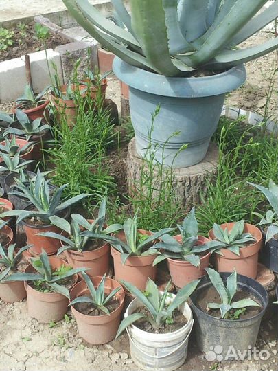 Голубая агава