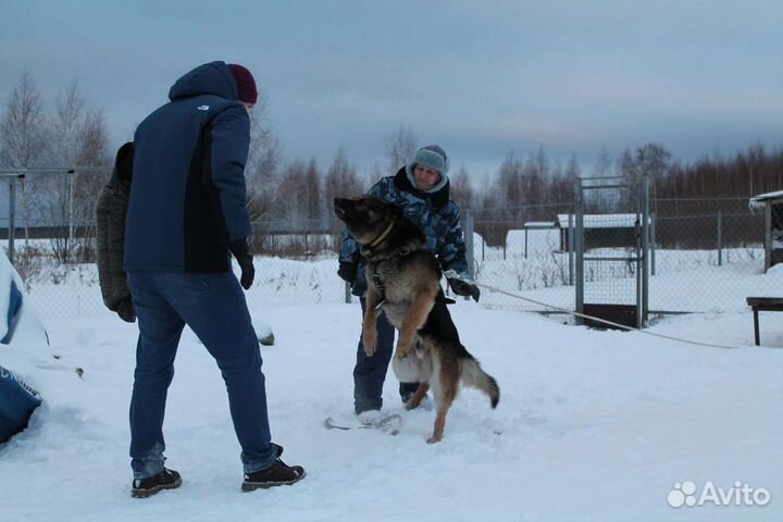 Щенки немецкой овчарки. Питомник