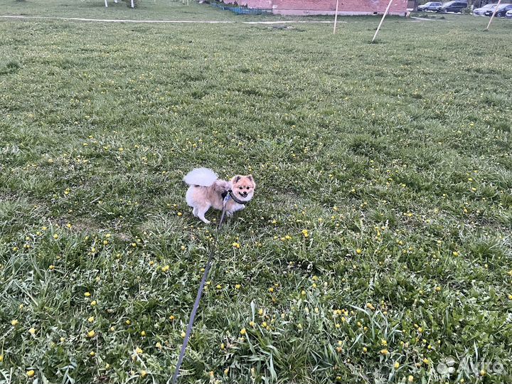 Щпиц вязка