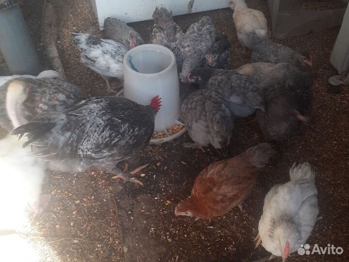 Гуси,продажа