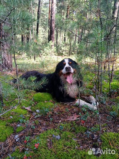 Бернский зенненхунд вязка