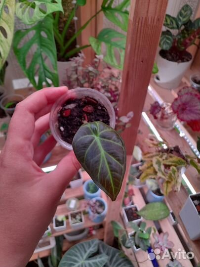 Алоказии (детки)