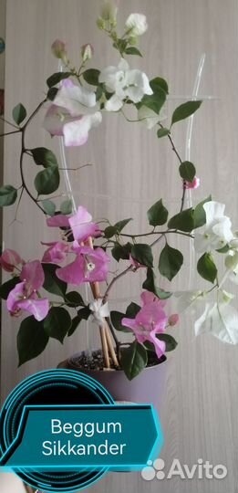 Бугенвиллия