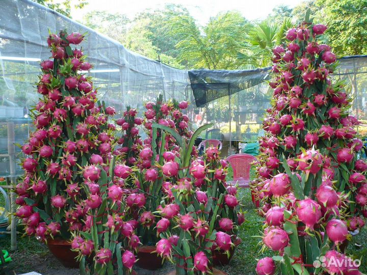 Домашние экзотические растения