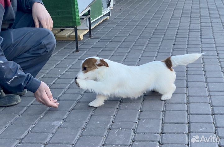 Джек Рассел терьер щенки