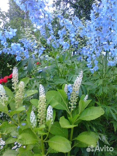 Золотые шары и другие садовые цветы