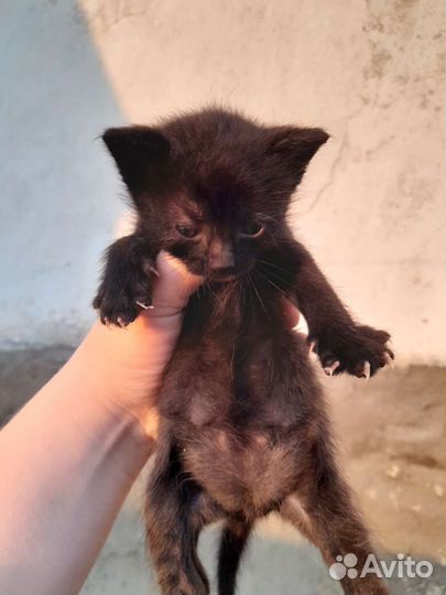 Котята в добрые руки бесплатно