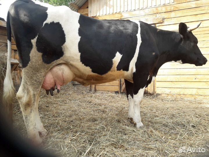 Корова высокоудойная