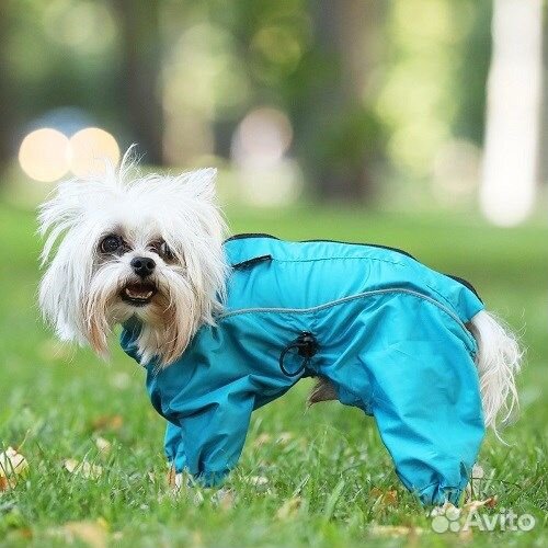 Комбинезон 35S (кобель) JOY морская волна волна дл