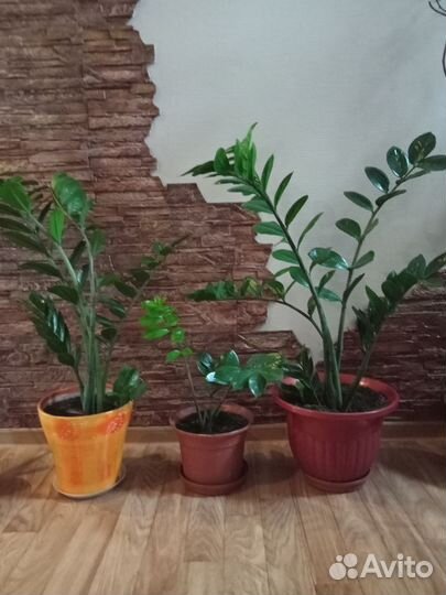 Комнатные цветы