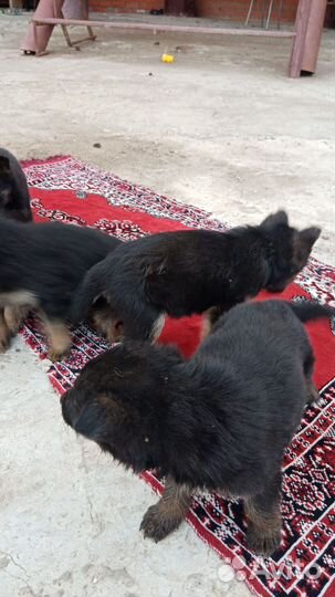 Щенки немецкой овчарки