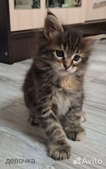 Котята мейн кун