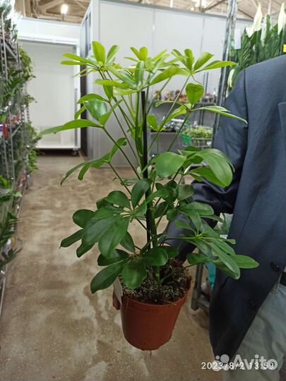 Шеффлера 30-35 см