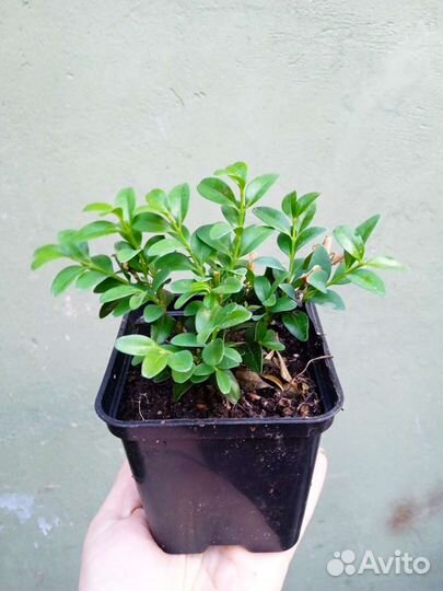 Саженцы самшита