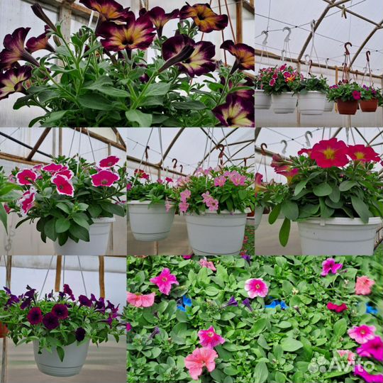 Рассада цветов :Петунья,бархатцы,рассада овощей