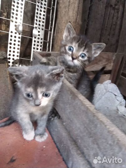 Котята только в добрые руки