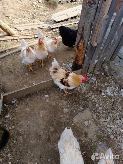 Молодые петухи