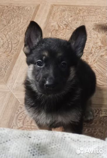 Немецкая овчарка