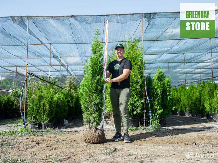 Туя колумна 160 см свежая копка 2023