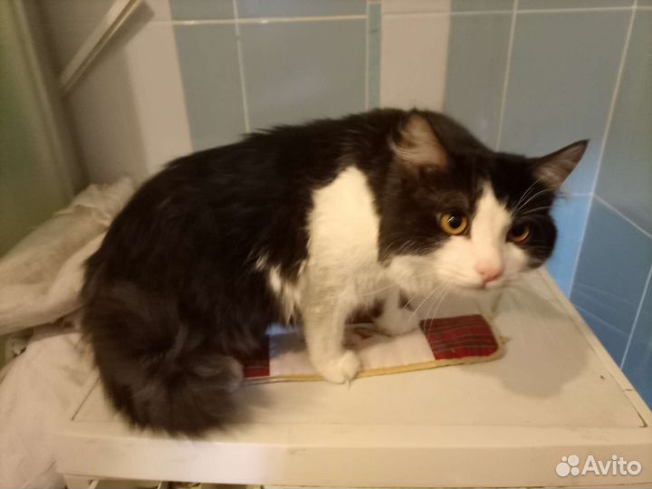 Помогите котикам найти хозяина