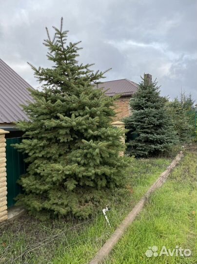 Продам ёлки