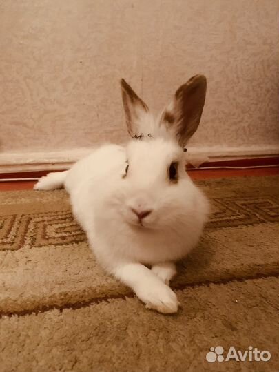 Декоративные кролики