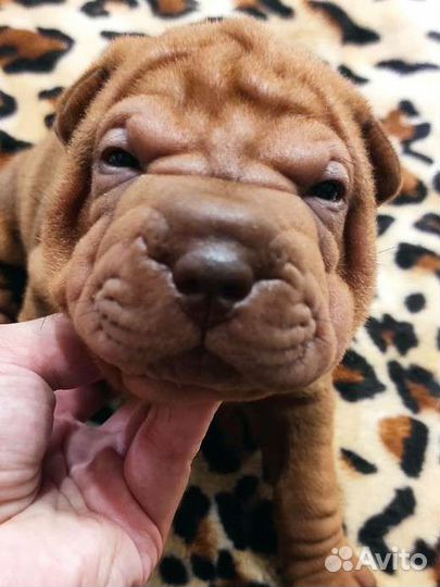 Щенки шарпей