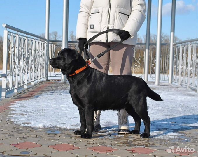 Щенки лабрадора