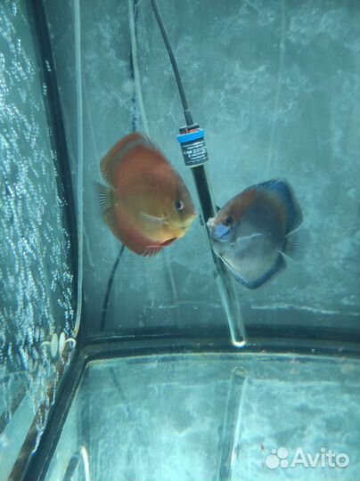 Дискусы,стурисомы