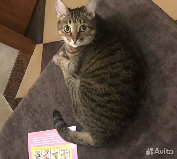 Кошка в хорошие руки