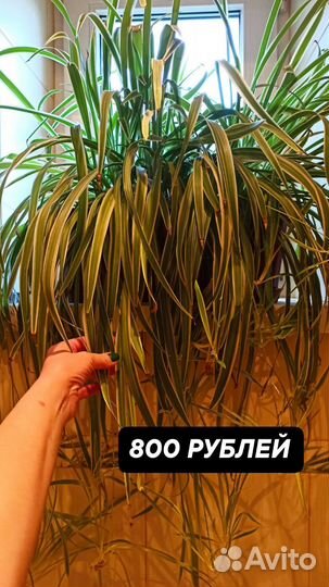 Комнатные растения. Хлорофитум