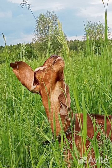 Молоко козье домашнее