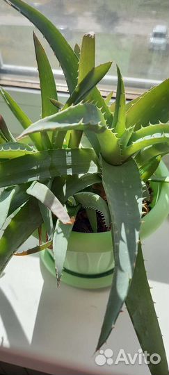 Алоэ лечебный