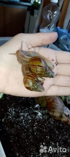 Улитки ахатины