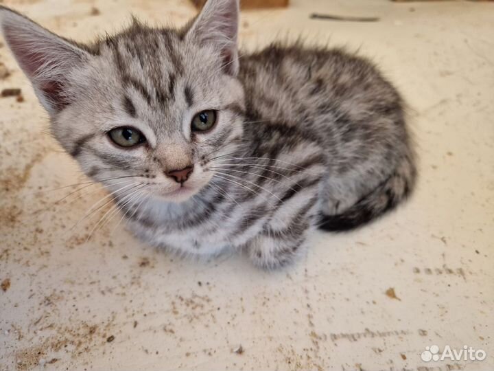 Котята 2 месяца