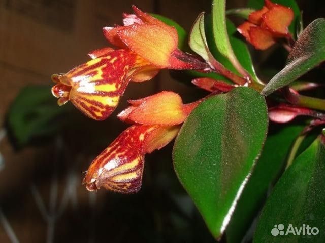 Гранат, диффенбахии,маранта,бегония