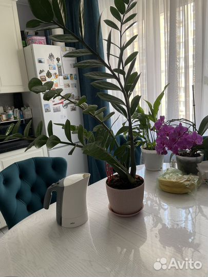 Замиокулькас