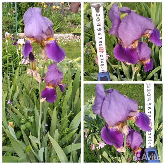 Ирисы бородатые сортовые
