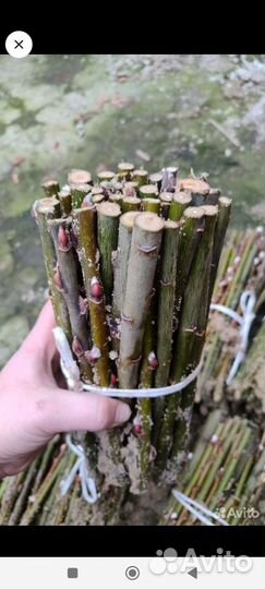 Черенки Вербы