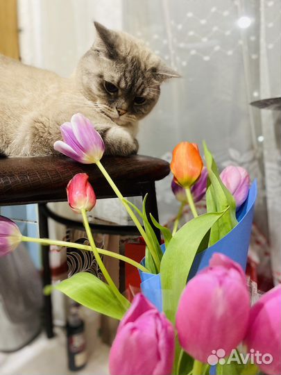 Котик в хорошие руки