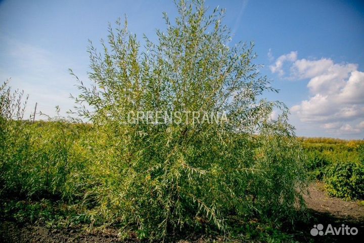 Ива гибридная Плакучий гном/200-250 см о/с 8-10