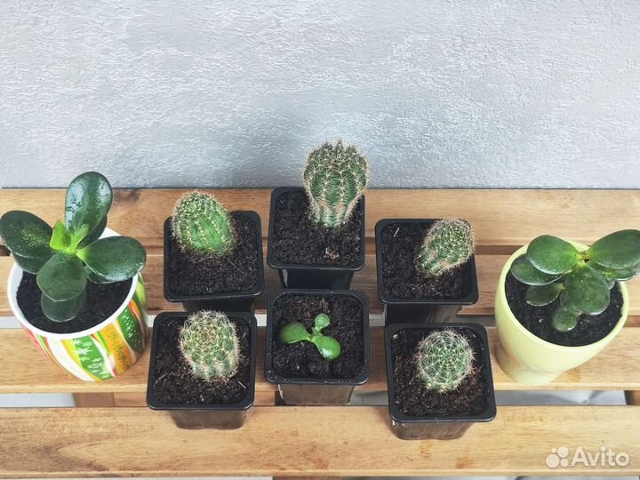 Кактус и толстянка (денежное дерево)