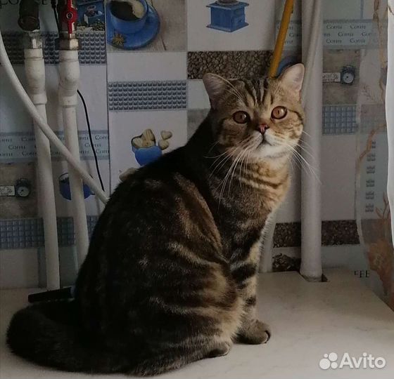 Кот на вязку британец