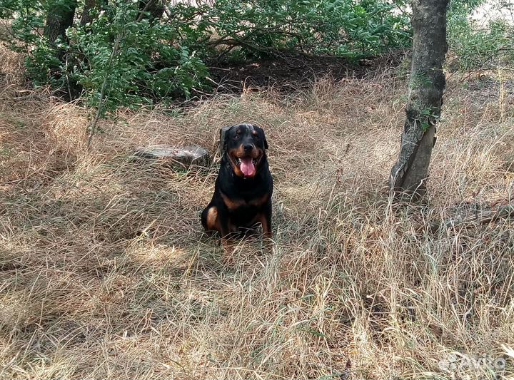 Ротвейлер. Вязка. Кобель
