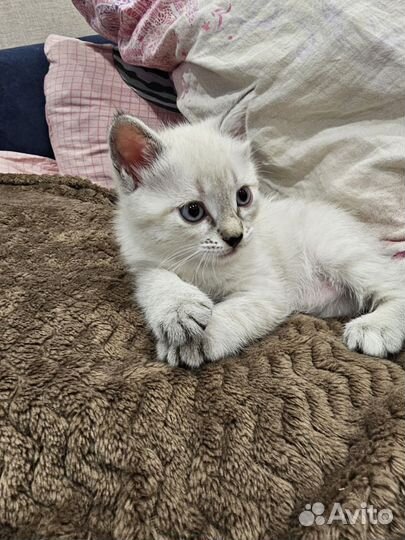 Котята сиамской кошки