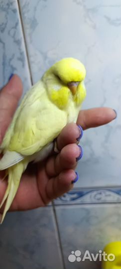 Выставочный волнистый попугай Чех