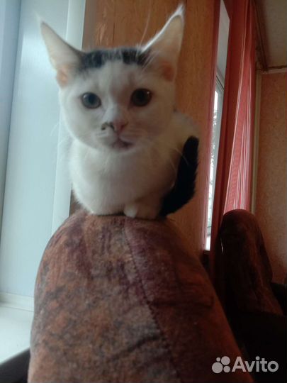 Кошка в дар бесплатно