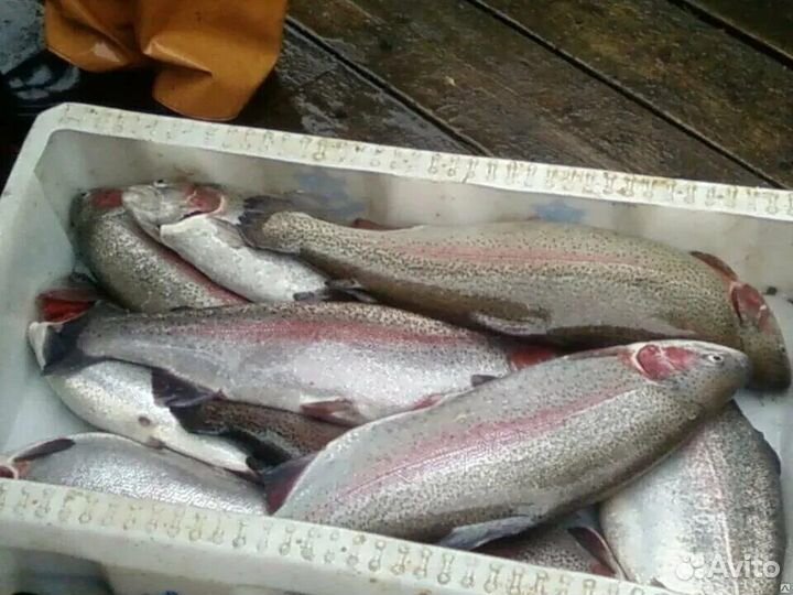 Форель, рыба свежемороженая
